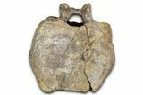 Hadrosaur (Edmontosaurus) Caudal Vertebra - Wyoming #349465-3